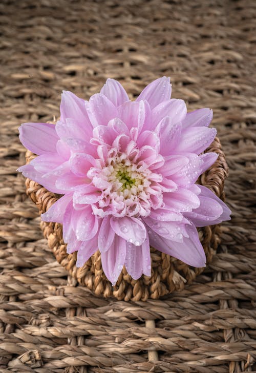 Pink Chrysanthemum with Water Drops on the Petals in a Woven Basket