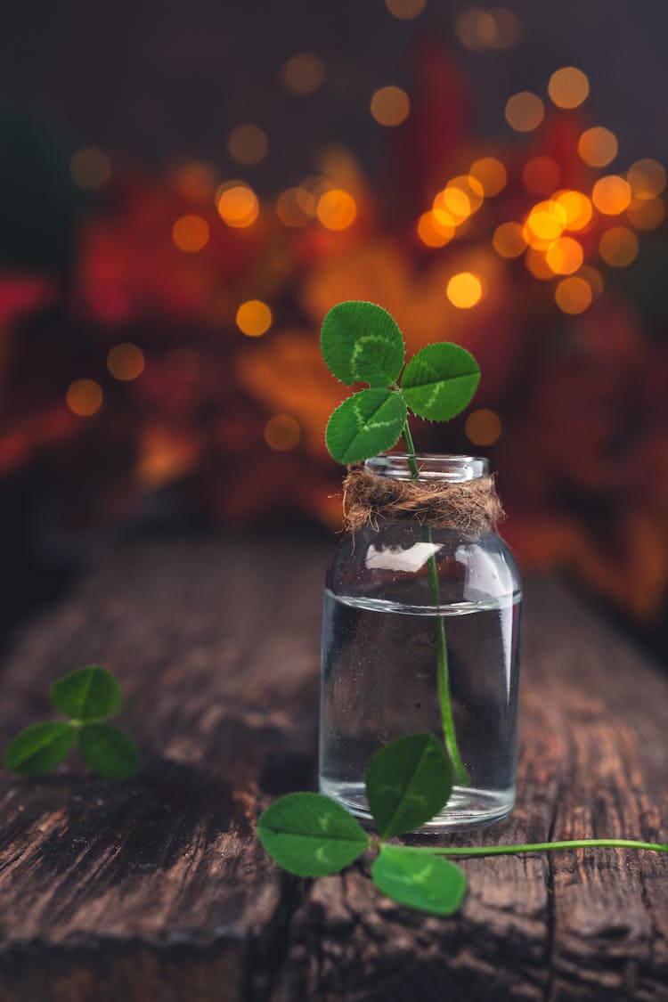 Clover Branch In Jar With Water