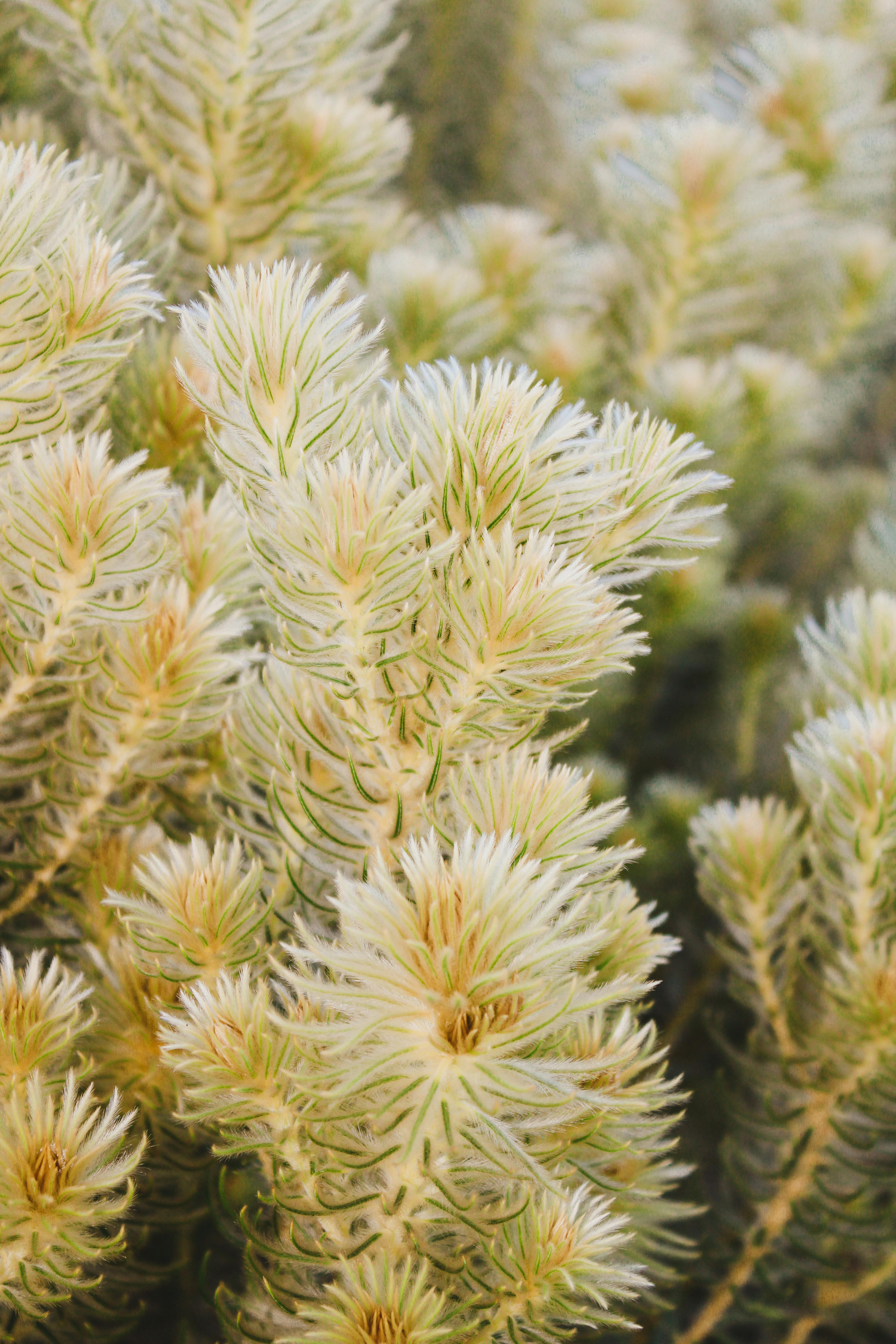 Exotic green plant with sharp needles captured in a detailed close-up, showcasing nature's intricate textures.
