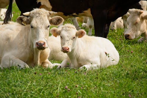 Çiftlik, hayvan fotoğrafçılığı, inekler içeren Ücretsiz stok fotoğraf