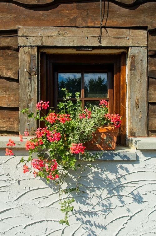 Free Wooden house window adorned with vibrant potted flowers basking in sunlight. Stock Photo