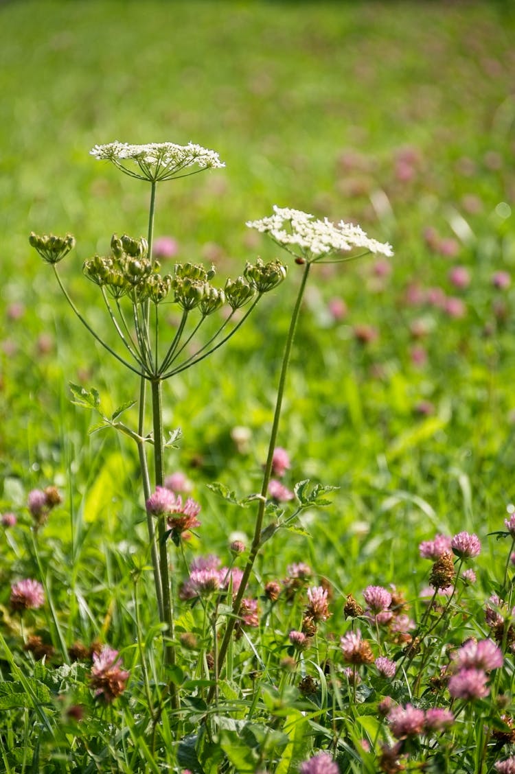 Wildflowers On Meadow