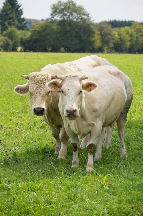 White Cows Standing on Pasture