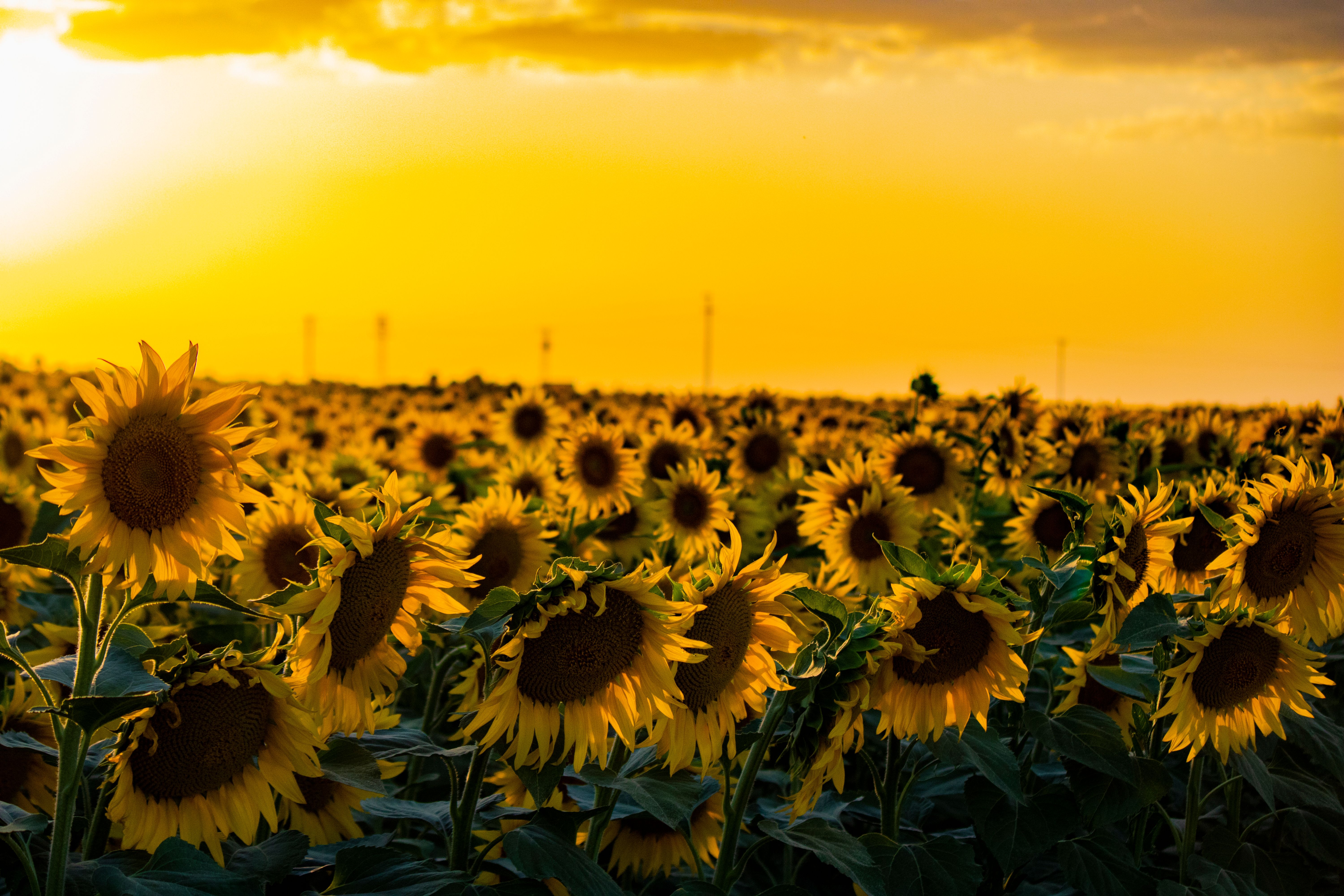 Landscape Photography of Sunflower Field during Sunset · Free Stock Photo
