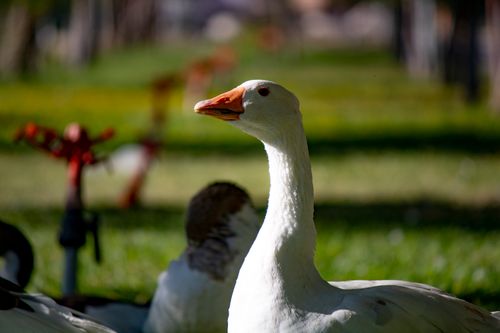 Free A peaceful goose basking in the sunlight within a lush green meadow. Stock Photo