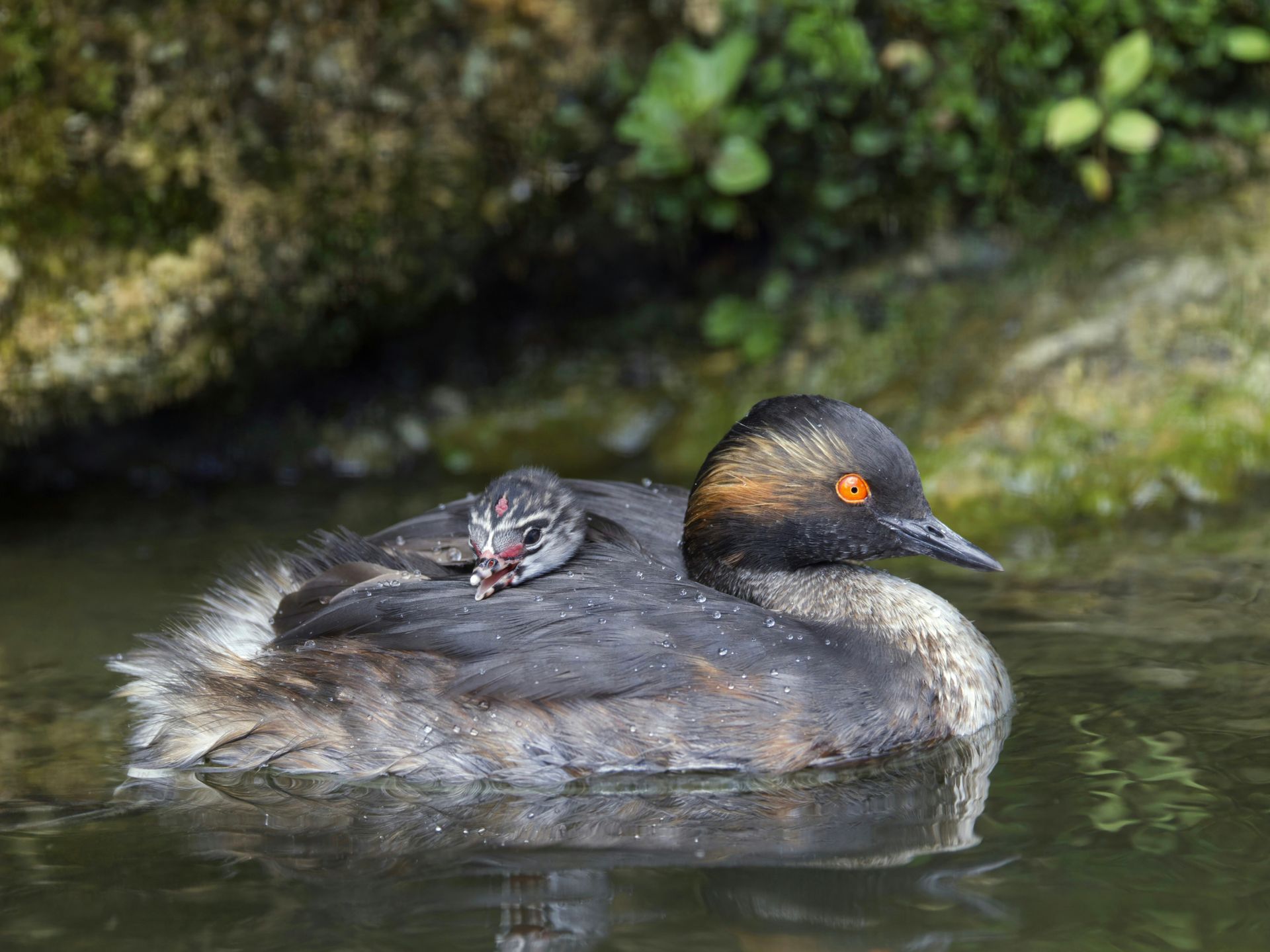 A Black-necked Grebe with its chick resting on its back, floating on a tranquil lake.