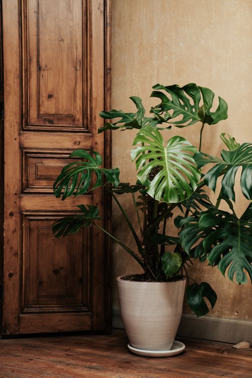Free A beautiful monstera plant placed indoors against a rustic wooden door for an earthy decor. Stock Photo