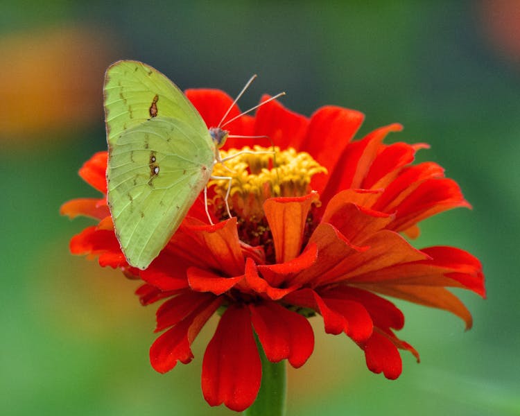 Butterfly On Red Zinnia Flower