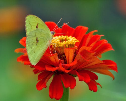 Ücretsiz bitki, çiçek, doğa içeren Ücretsiz stok fotoğraf Stok Fotoğraflar