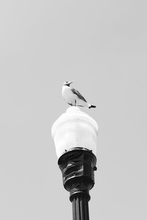 Gull on Street Lamp