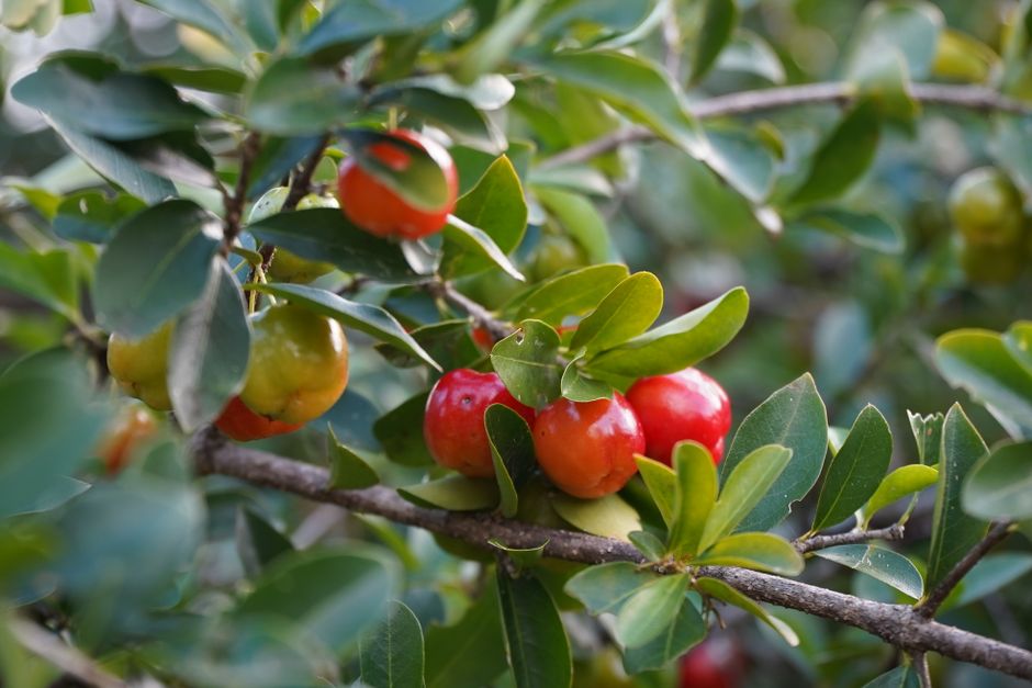 A small cluster of ripe red acerola cherries still attached to their stems, showing the thin glossy skin and slightly ribbed shape typical of the fruit.