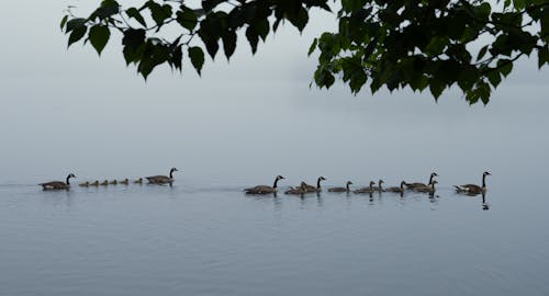 Ducks and Ducklings Swimming Together