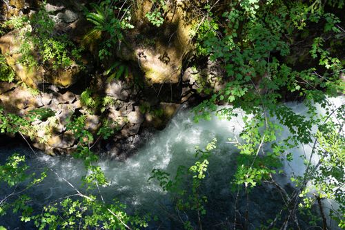 Free A vibrant view of lush greenery over the serene waters of Rogue River, Oregon. Stock Photo
