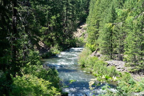 Fotos de stock gratuitas de agua que fluye, arboles, bosque