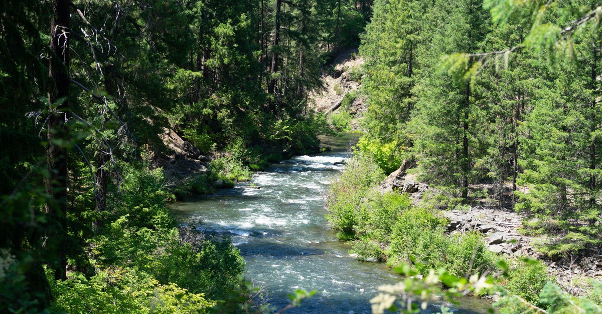 Beautiful aerial view of the Rogue River flowing through lush Oregon forest on a sunny day.
