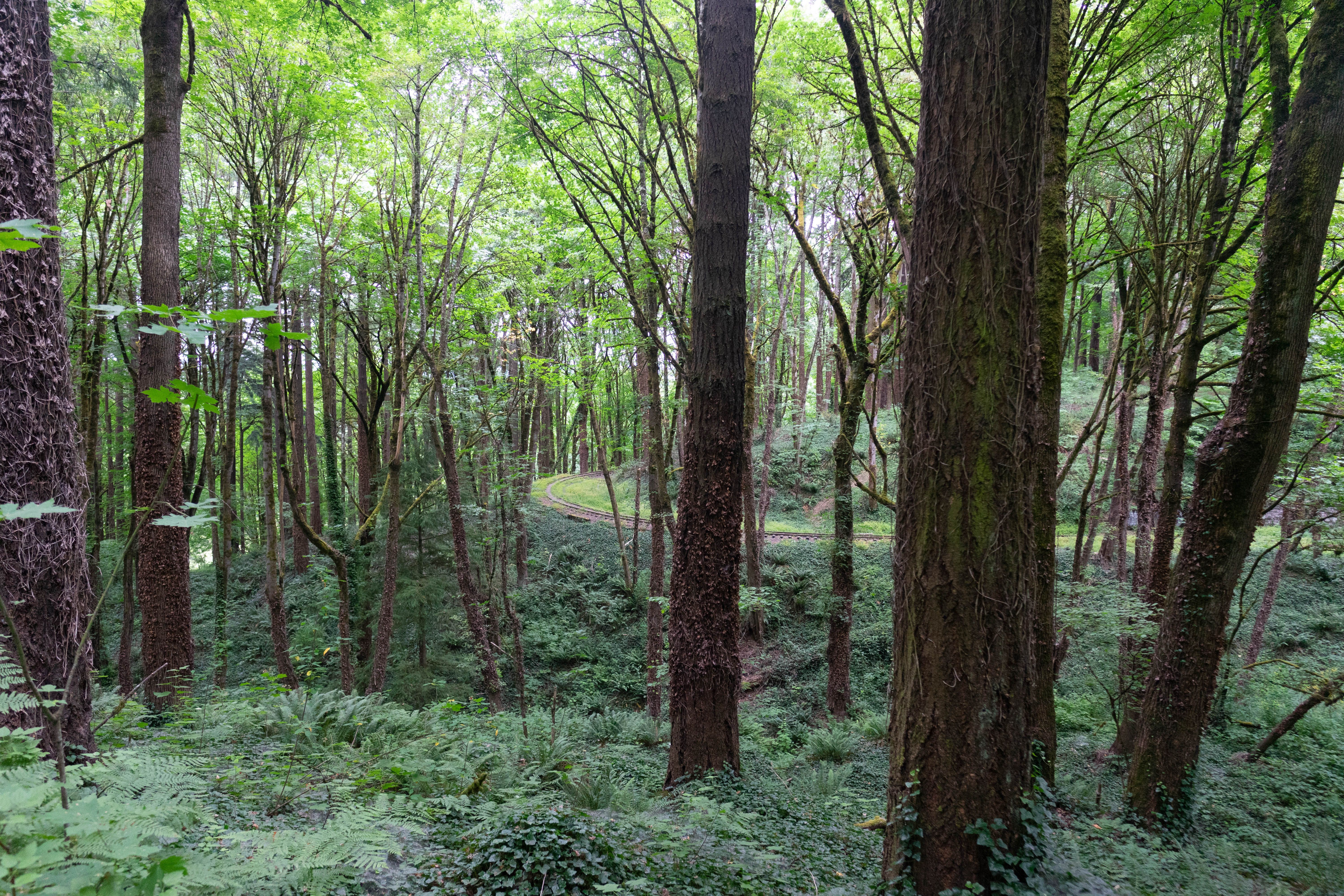 Oregon Heritage Tree Program Marks 30 Years of Conservation and Community Engagement