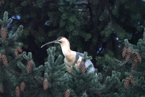 Ibis Bird on Evergreen Tree