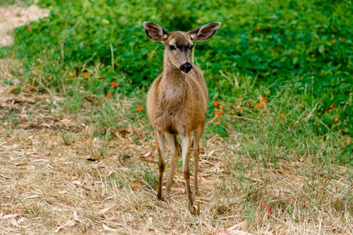 Deer Fawn in Nature