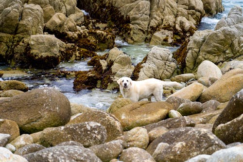 Dog and Rocks