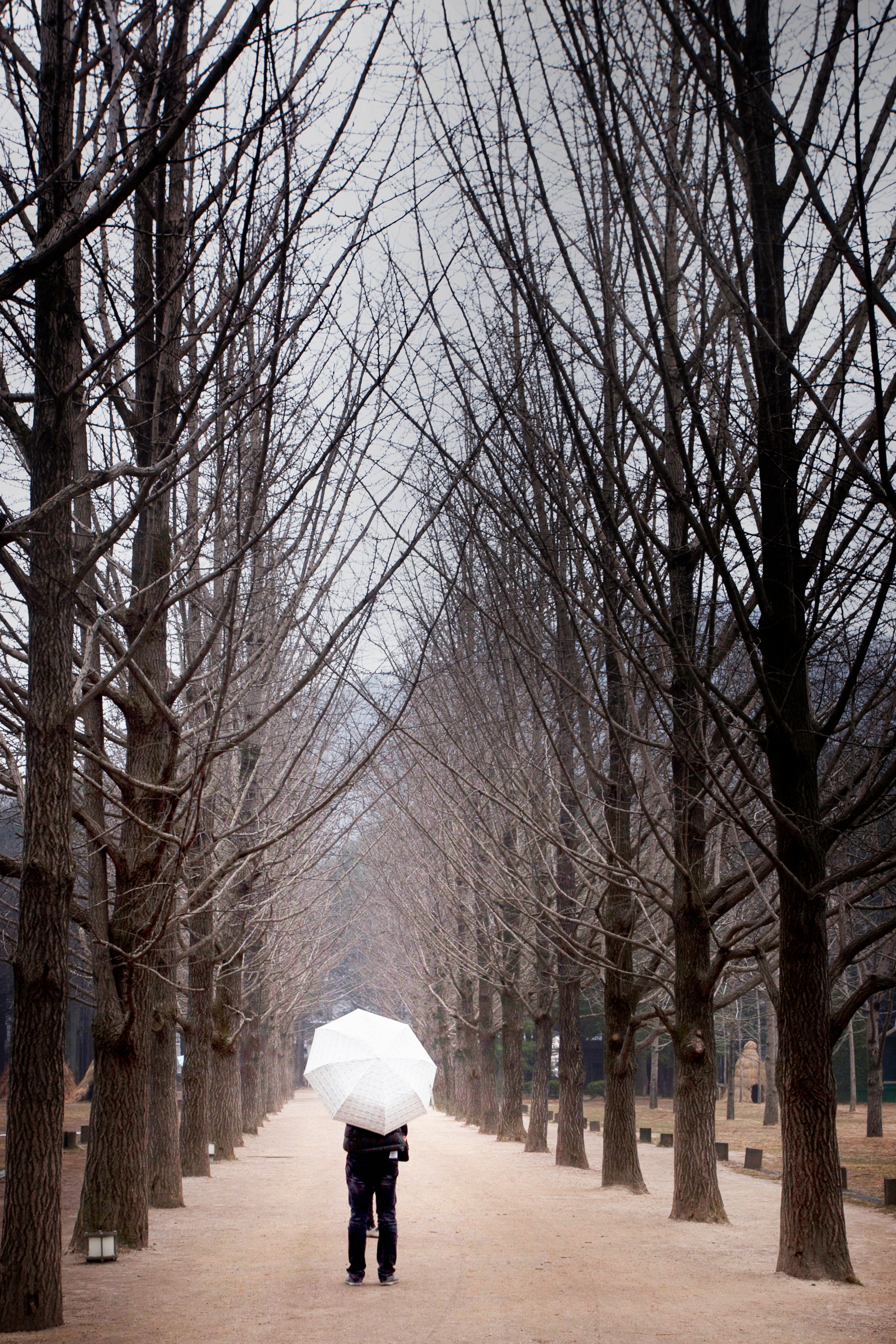 Man with an Umbrella on a Path Among Trees · Free Stock Photo