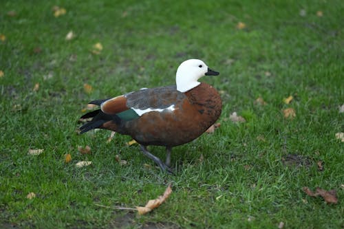 Photos gratuites de champ, faune, herbe