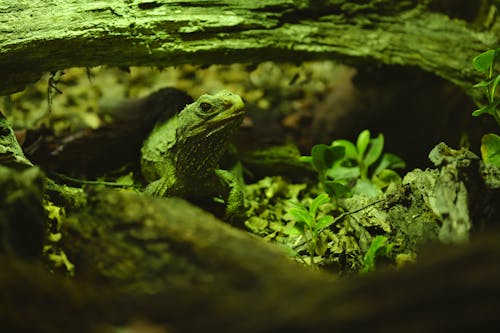 Green Lizard Camouflage