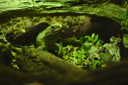 Photos gratuites de camouflage, lézard, mise au point sélective