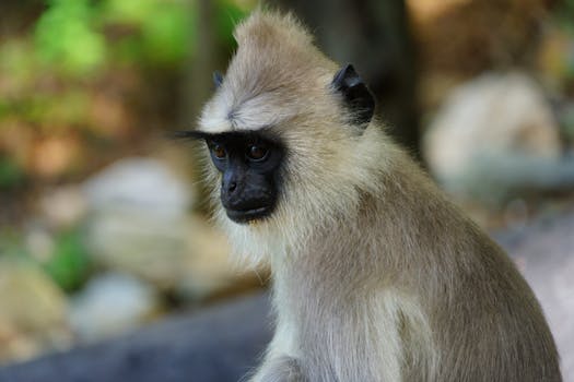 Close-up of a Hanuman Langur in Tirupati, India, showcasing wildlife in its natural habitat.