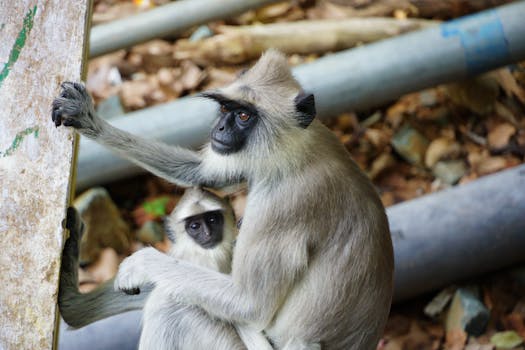 Gray langur mother with baby in a natural setting in Tirupati, India.