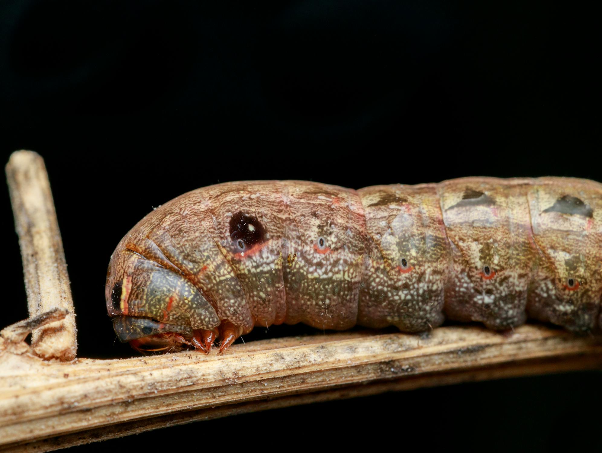 Foto de stock gratuita sobre de cerca, fondo negro, gusano, larva ...