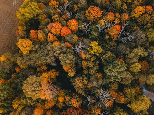 ağaçlar, drone çekimi, düşmek içeren Ücretsiz stok fotoğraf