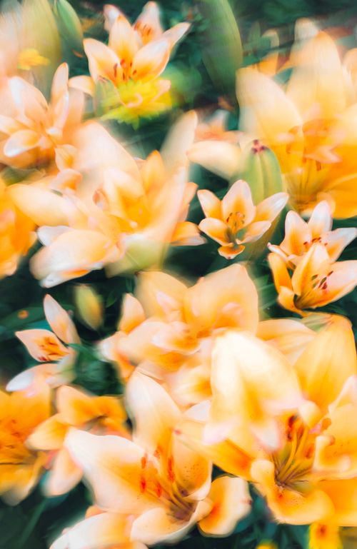 Free A captivating close-up of vibrant yellow lilies in full bloom, showcasing their striking petals and vivid colors. Stock Photo