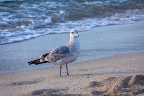 Foto profissional grátis de areia, ave, costa