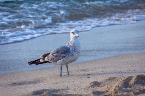 Free Close-up of a seagull standing on a sandy beach in Cabo San Lucas, México. Stock Photo