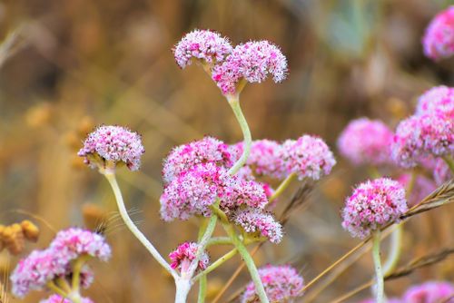 Free A close-up of beautiful pink sedum flowers in full bloom, highlighted against a blurred natural backdrop. Stock Photo