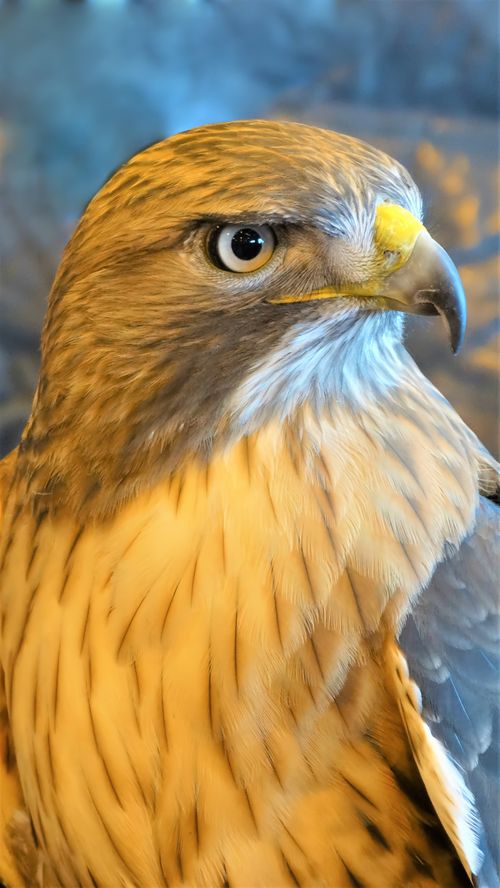 Free Detailed close-up shot of a majestic eagle with focus on its fierce eye and textured feathers. Stock Photo