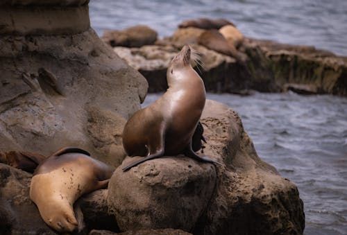 Free California Sea Lion Stock Photo