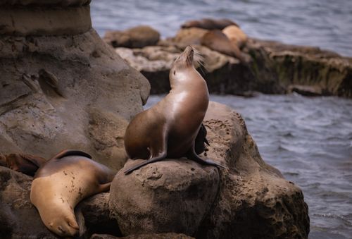 Free California sea lions bask on rocky shores of San Diego, showcasing coastal wildlife. Stock Photo