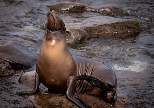 Free Sea Lion Stock Photo