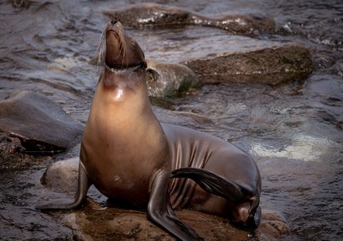 Free Close-up of a Californian sea lion basking on rocky San Diego coast. Stock Photo