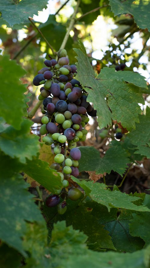 Close up of Grapes and Leaves