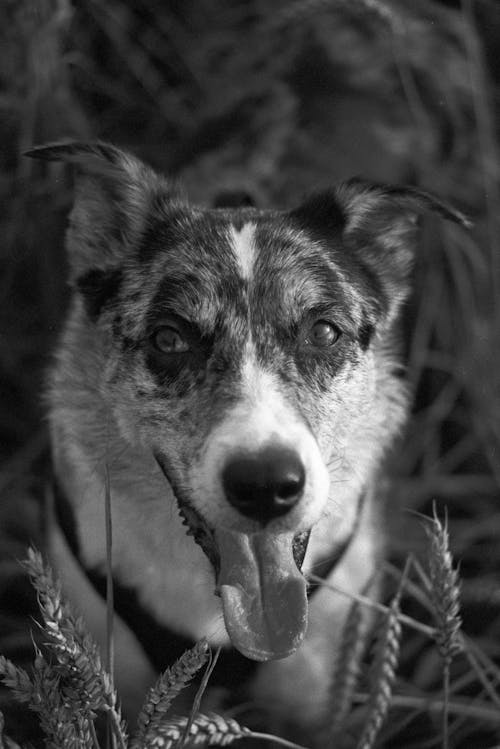 Imagine de stoc gratuită din a închide, alb-negru, animal de casă