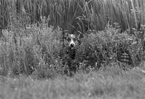 Foto d'estoc gratuïta de blanc i negre, fotografia d'animals, gos