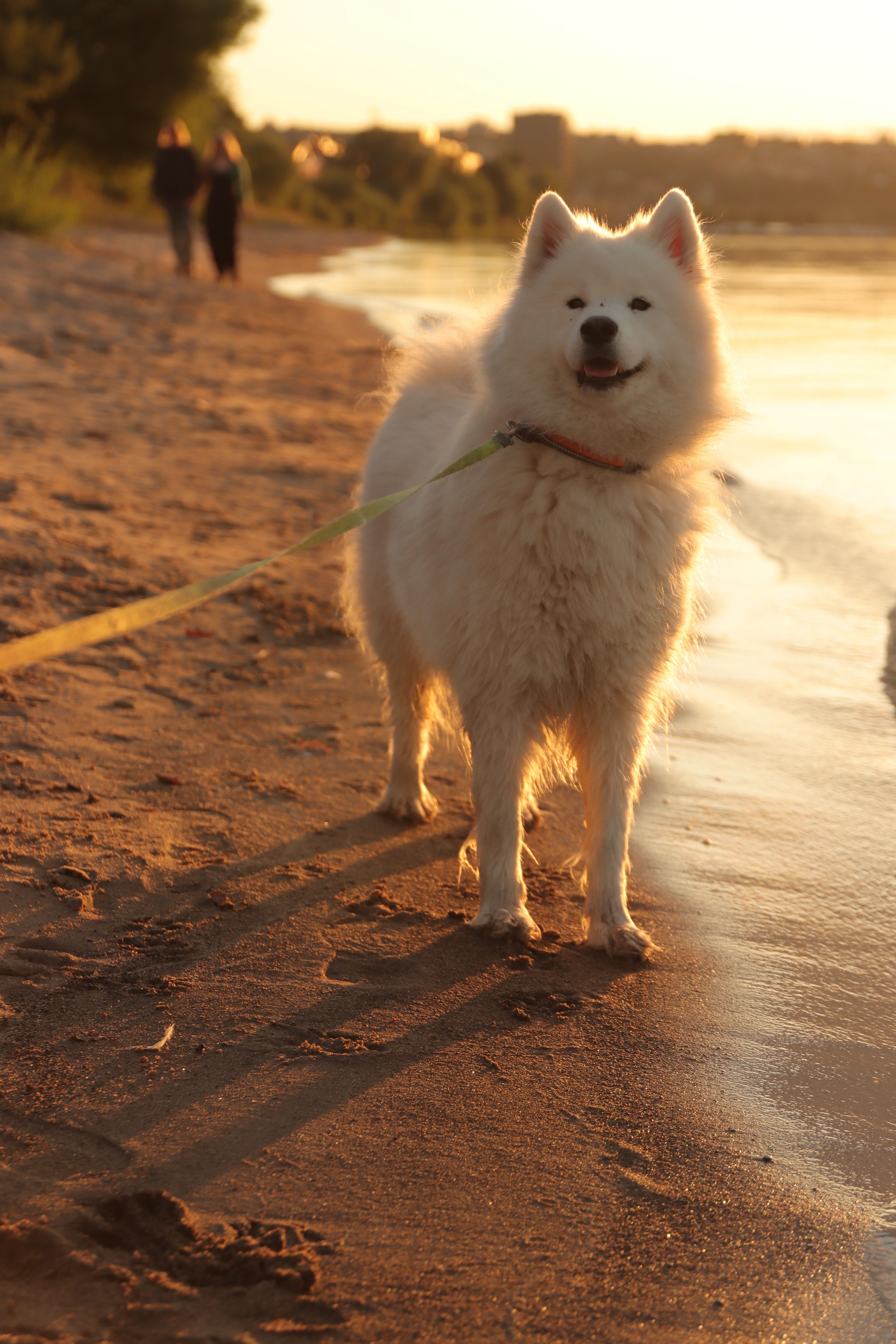 A cheerful Samoyed dog on a leash enjoying a sandy beach at sunset in Jönköping, Sweden.