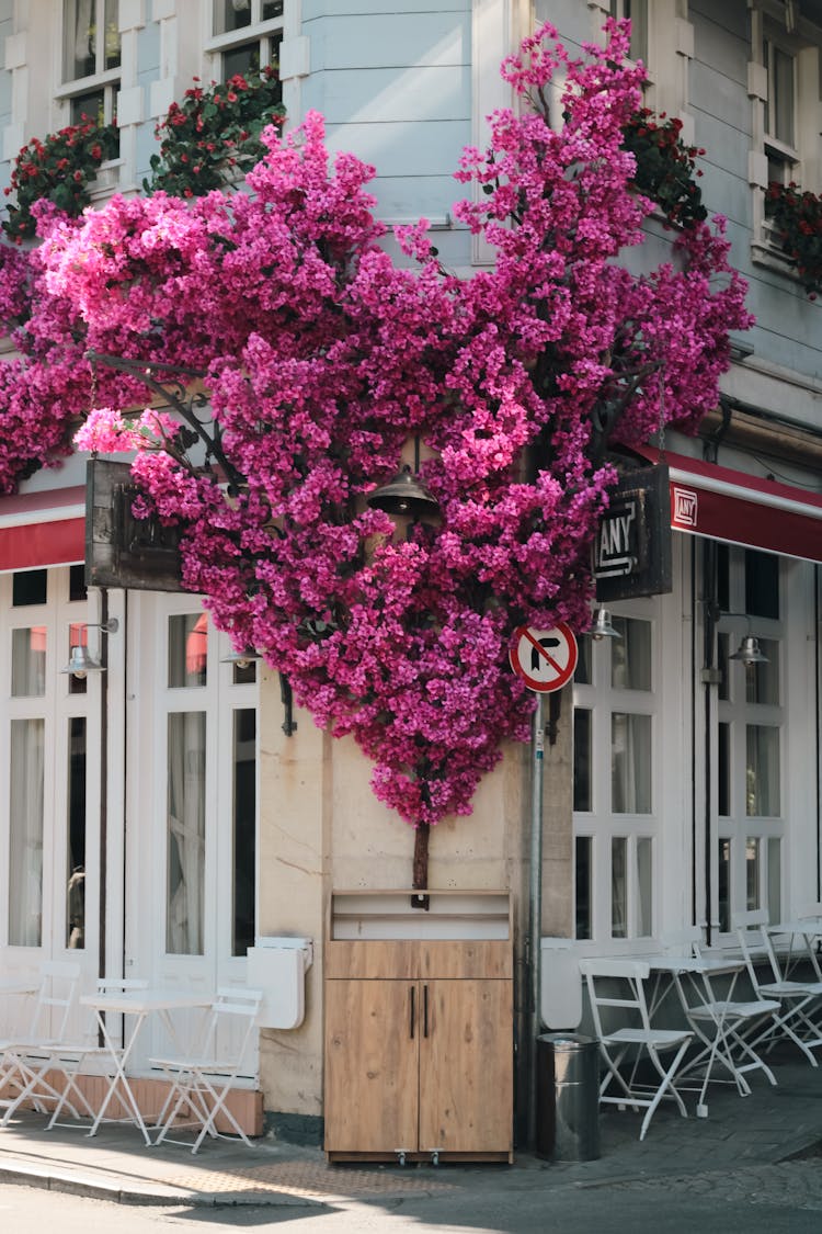 Purple Blossoms On Tree On Building Corner