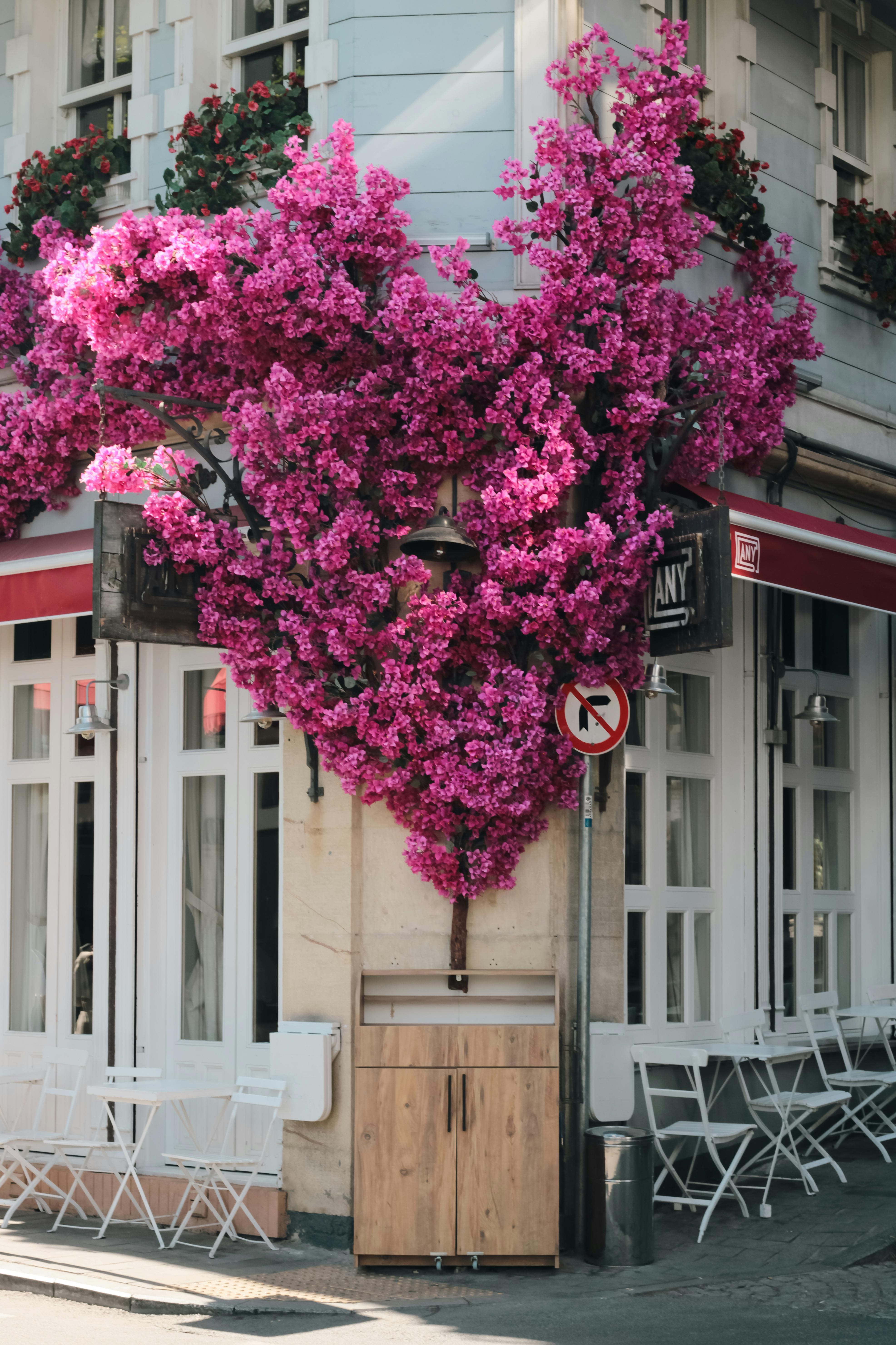 Free Beautiful pink bougainvillea in Arnavutköy highlighting Istanbul's charming street architecture. Stock Photo