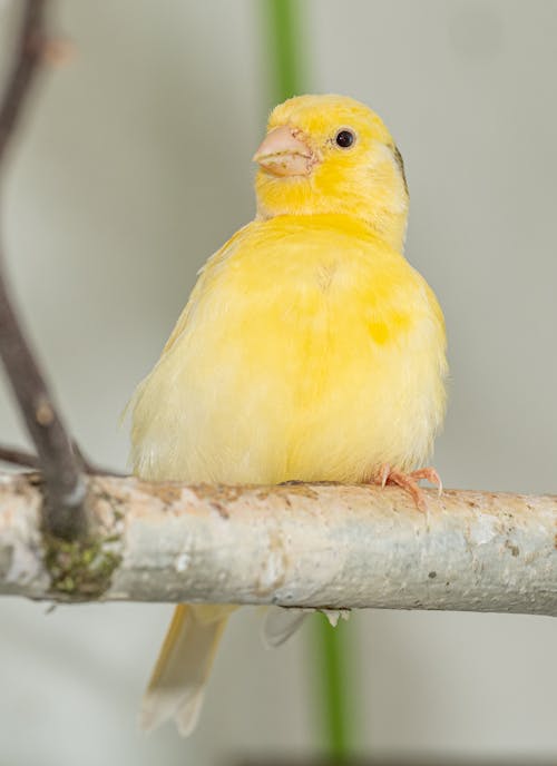 Yellow Canary Bird