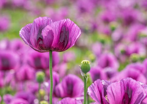 Purple Poppies at a Meadow