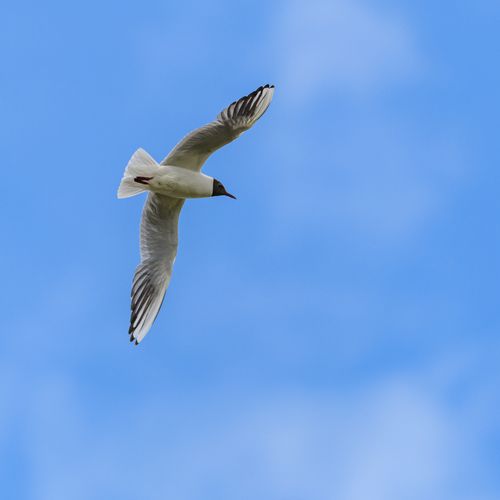 Free Elegant seagull flying in a clear blue sky, showcasing freedom. Stock Photo