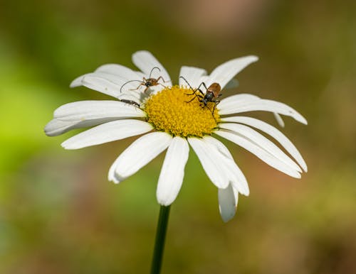 免費 天性, 昆蟲, 植物群 的 免費圖庫相片 圖庫相片
